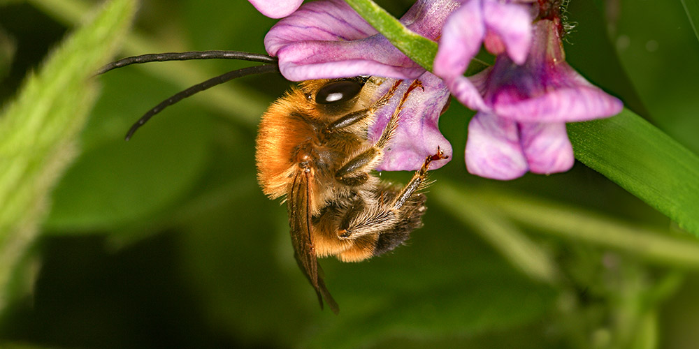 Wildbiene an Blüte