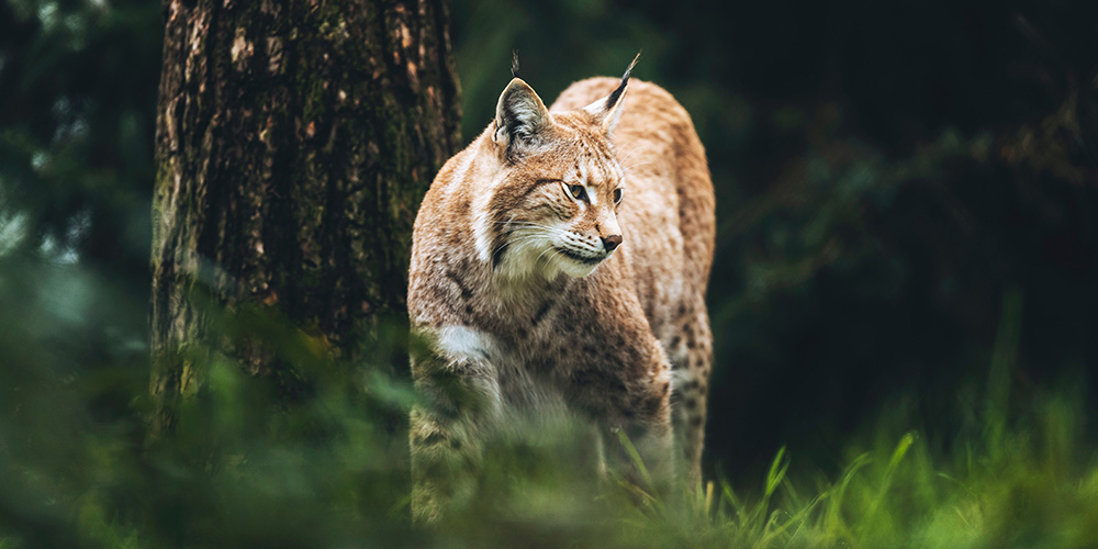 Eurasian lynx (lynx lynx)